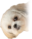 A fluffy client peeking from the left of the ticket